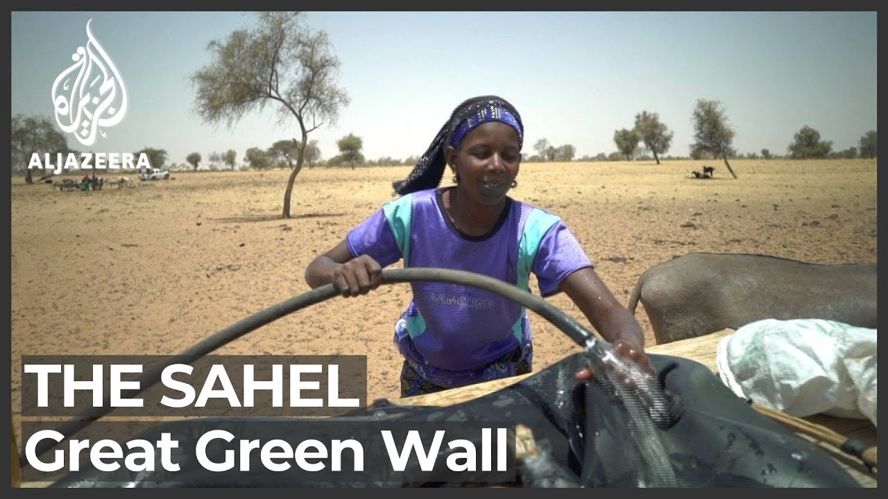 Sahel's Great Green Wall: Communities say project to plant trees is failing