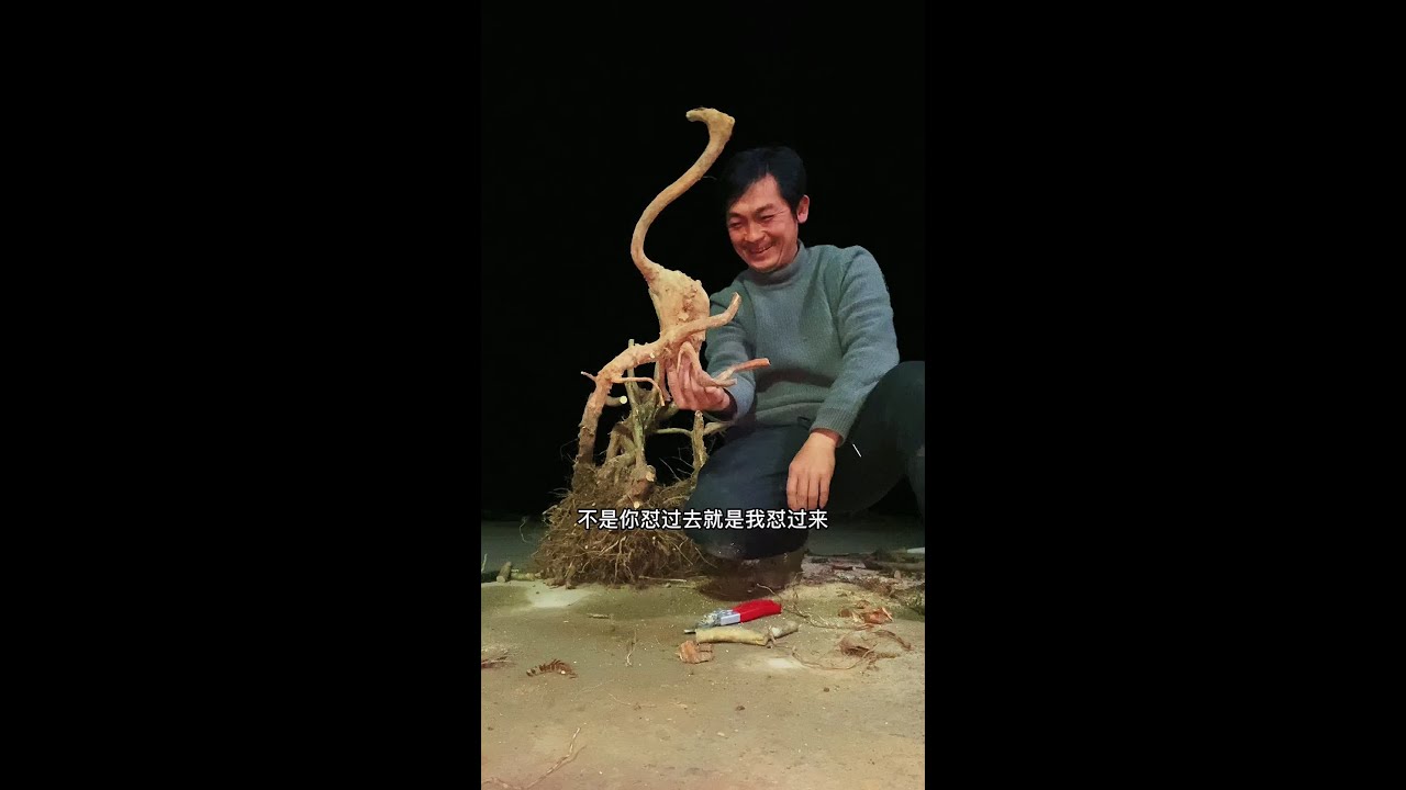 裁生桩，日干白#盆景素材 #我的乡村生活@野樵园艺小号
