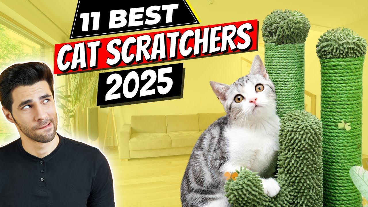 Best Cat Scratchers of 2025 | Transform Your Cat’s Playtime with These Top Picks!