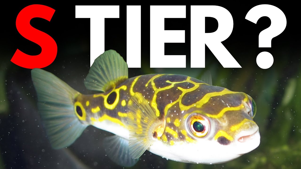 Brackish Water Fish Rated: The Good, The Mediocre, and The Avoid