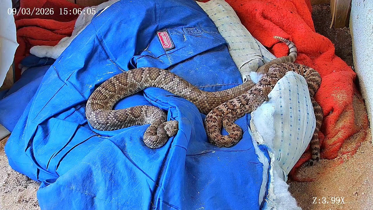 Joshua Tree Rattlesnake cam Live Stream