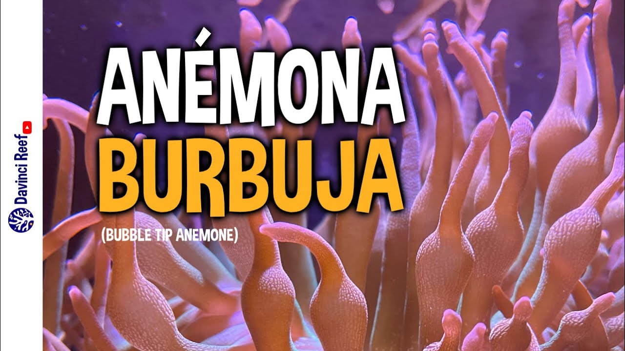 Cuidados de una Anémona Burbuja para tu Acuario Marino