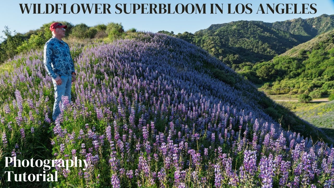 AMAZING Widlflower SUPERBLOOM in Santa Clarita, Los Angeles