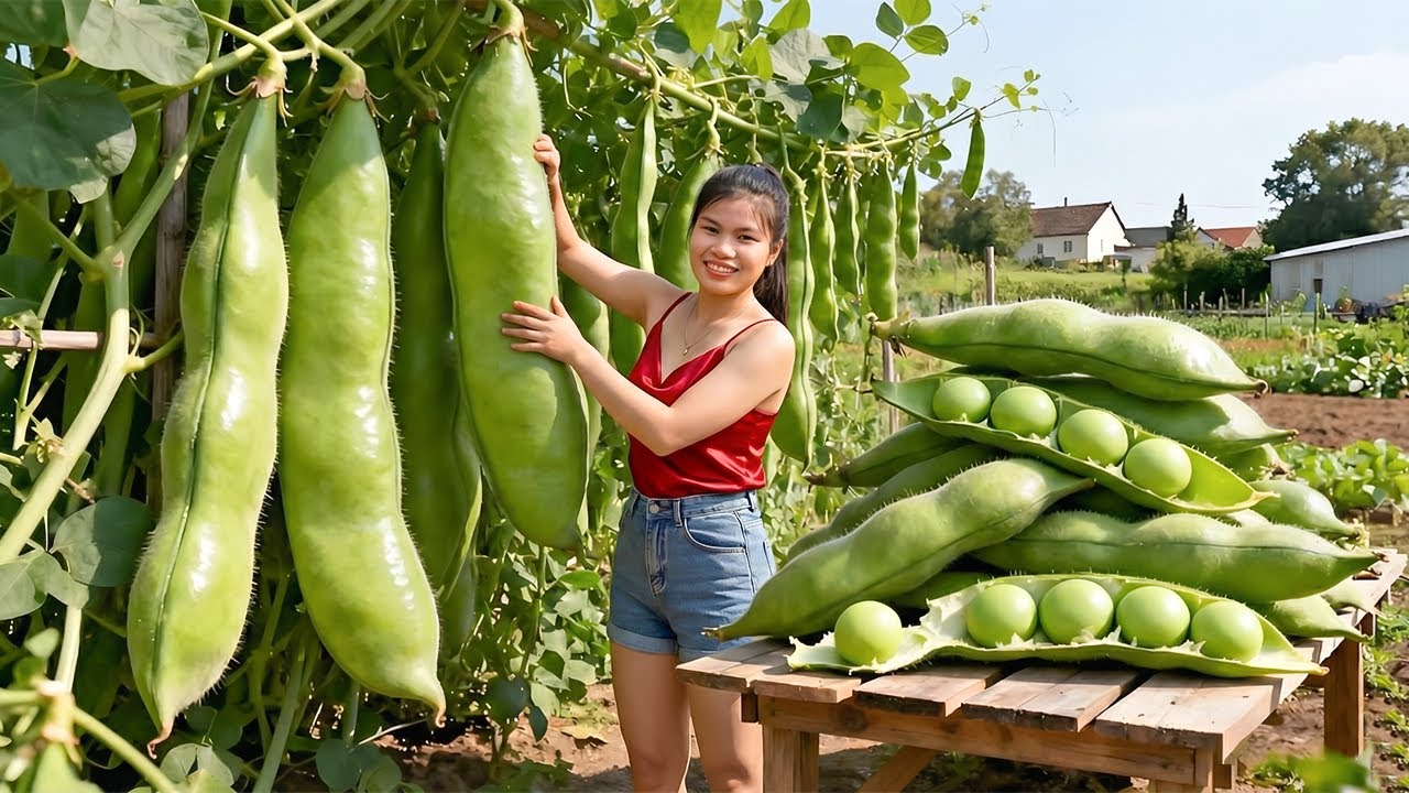 Harvesting 1000+ Kg GIANT Cove Beans From Goes To Market Sell, Creamy Pea Soup Recipe