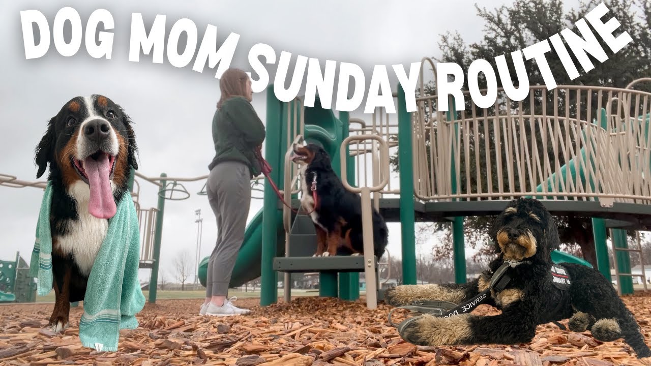 DOG MOM SUNDAY ROUTINE VLOG | pa training, dog grooming, getting my 2 dogs ready for the work week!