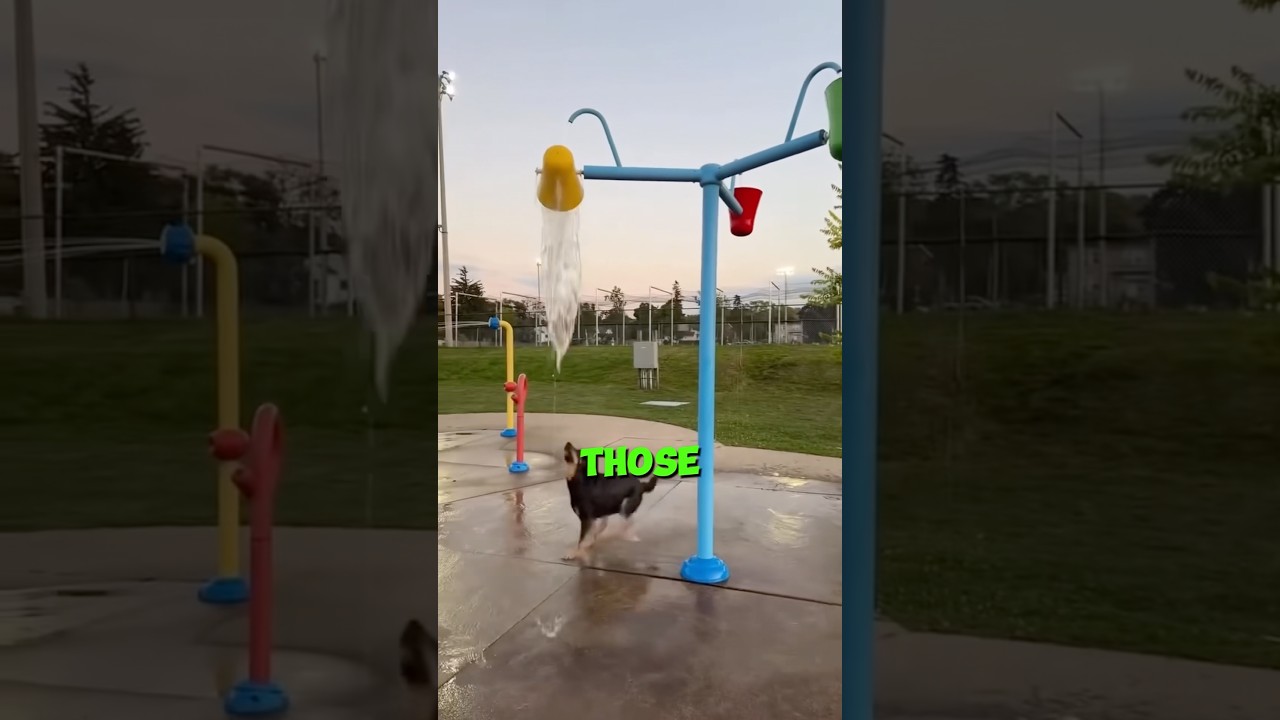 Этот пёс не позволил капле воды испортить веселье 😂🐶