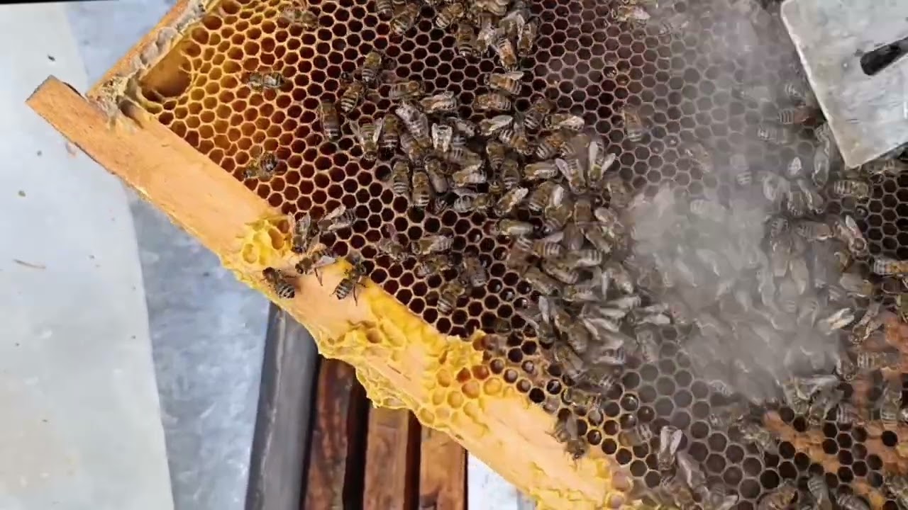 Bahara çıkan zayıf arılarımızı daraltma ve ilk yardım müdahalesi