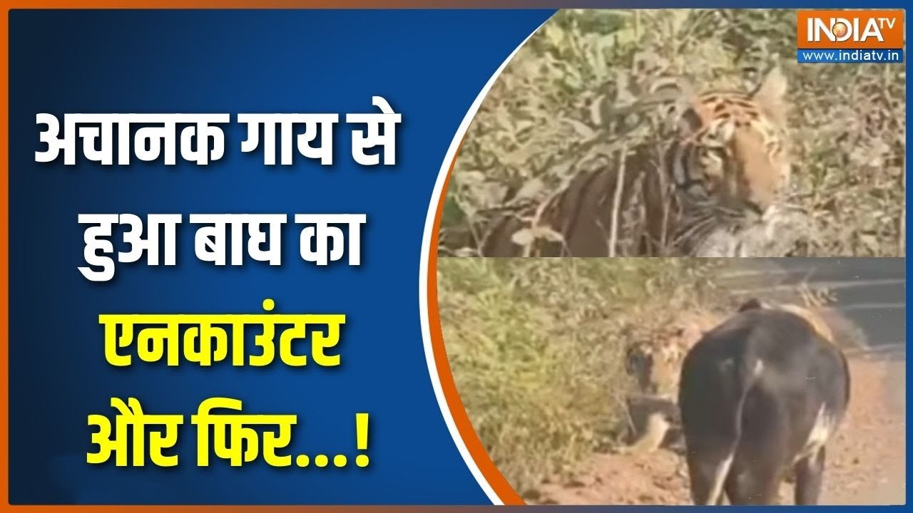 Action Story : अचानक गाय से हुआ बाघ का एनकाउंटर और फिर ! | Tiger-Cow Encounter | Madhya Pradesh News