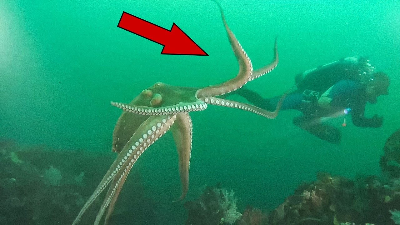 Это действительно было снято на камеру!