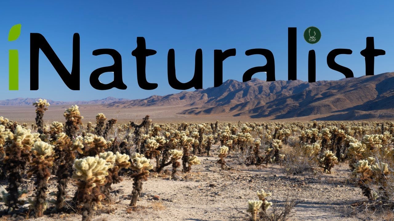 Finding Cacti Using iNaturalist and Google Earth  | Tim Zitnak【TCSC Monthly Meeting】20220215