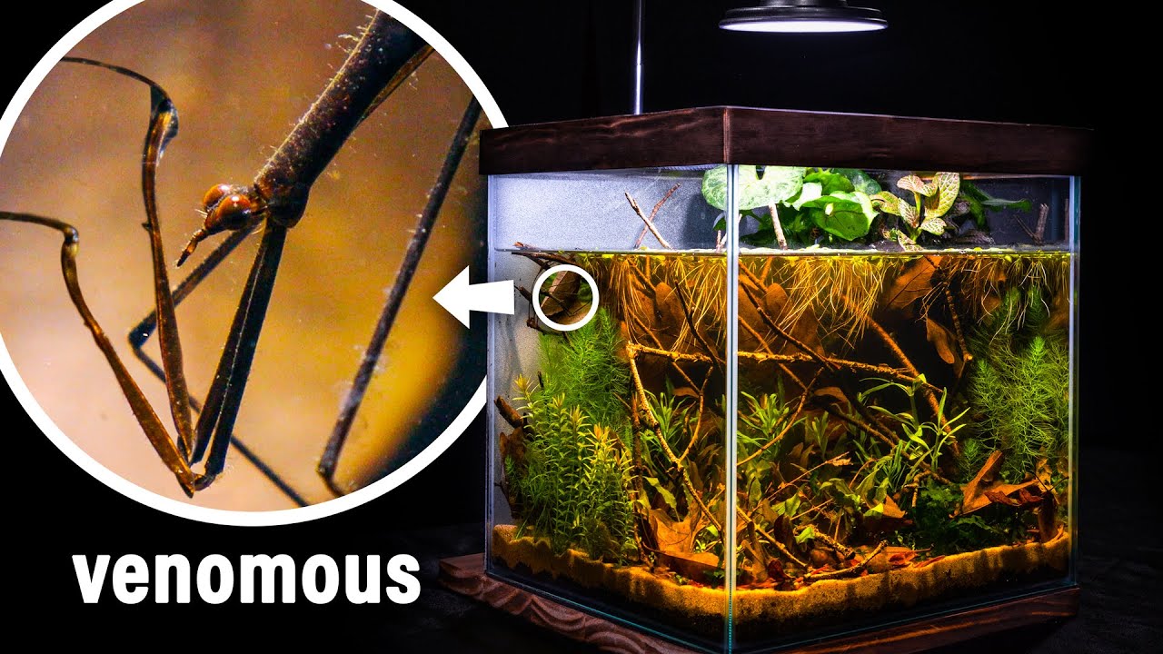I Made a Nano Wetland Pond for Water Mantis