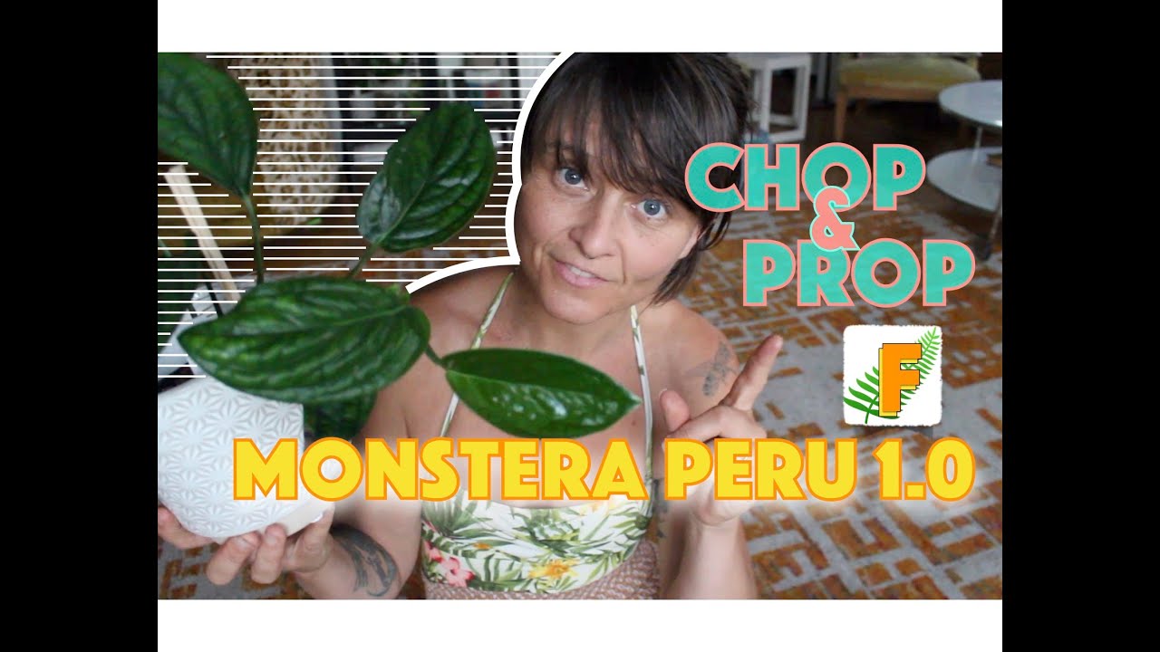 Chop & Prop - Monstera Peru