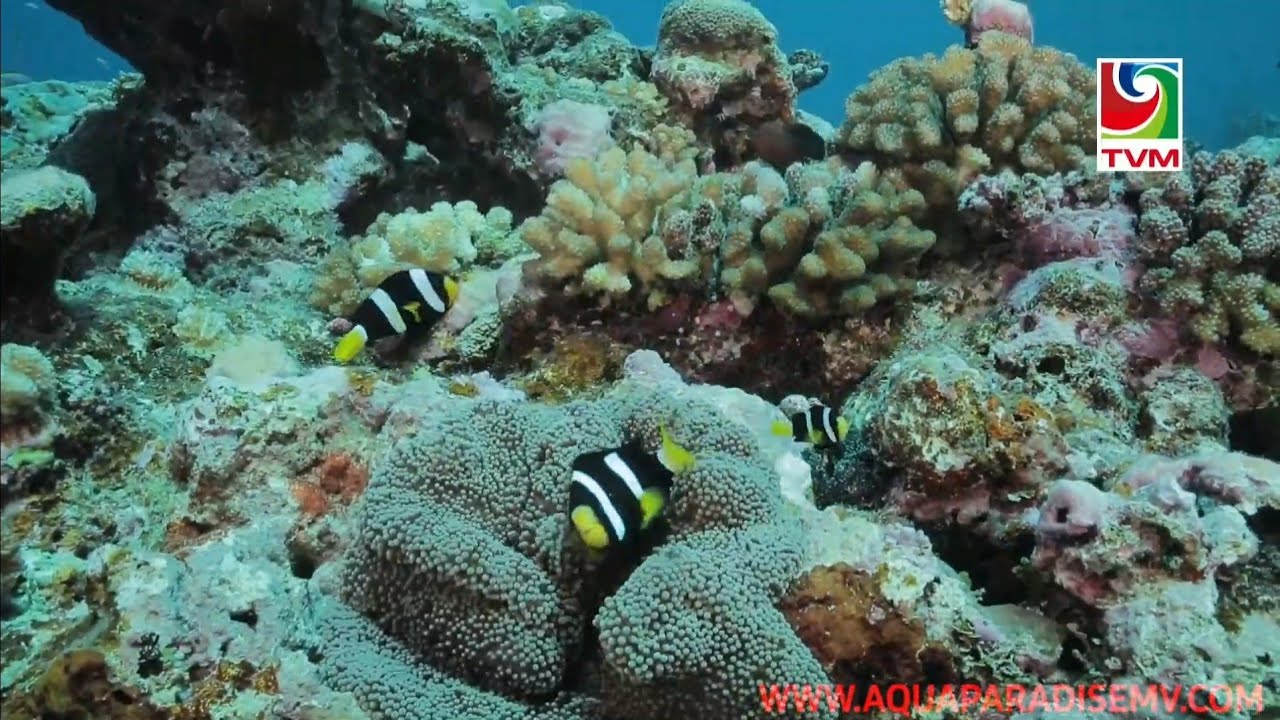 ORNAMENTAL MARINE FISH EXPORT AND COLLECTION IN MALDIVES / AQUA PARADISE PVT LTD