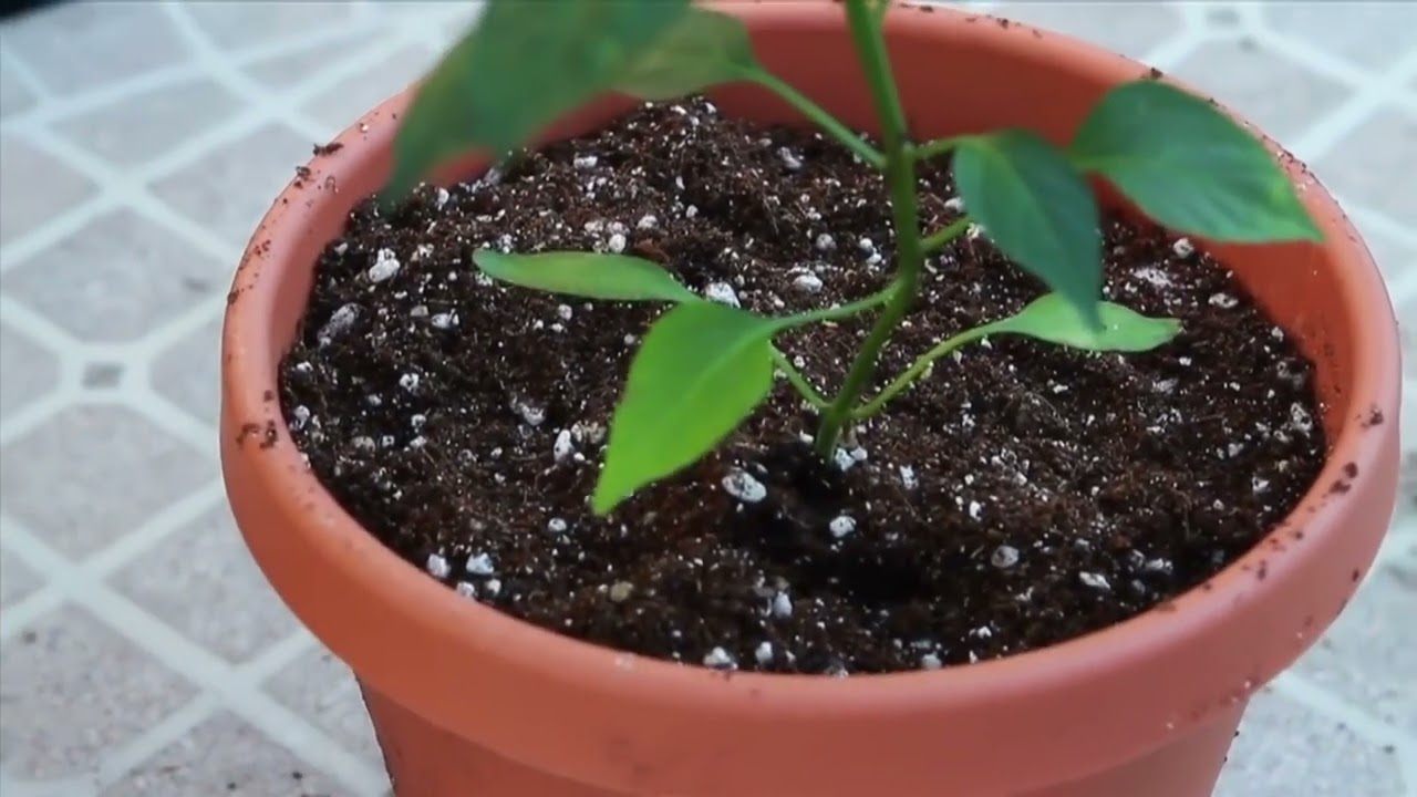 Plant Success Great White Tutorial Video