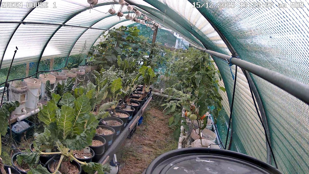 Greenhouse 1 Timeplapse Ending 22 12 2025