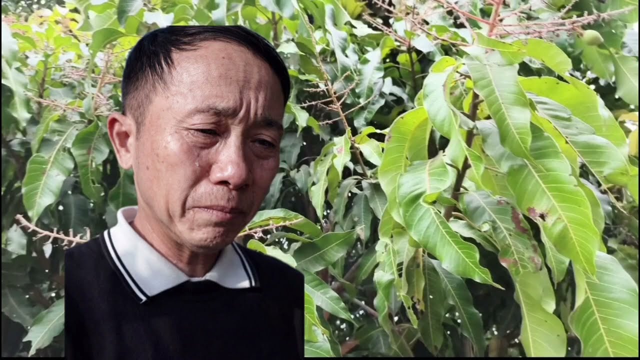 Vaj Vaj Tuaj Qhia Qhov Tseeb Vaj Vaj Lum Faj Koom Siab Tso Dab Rau Tsheej Muas