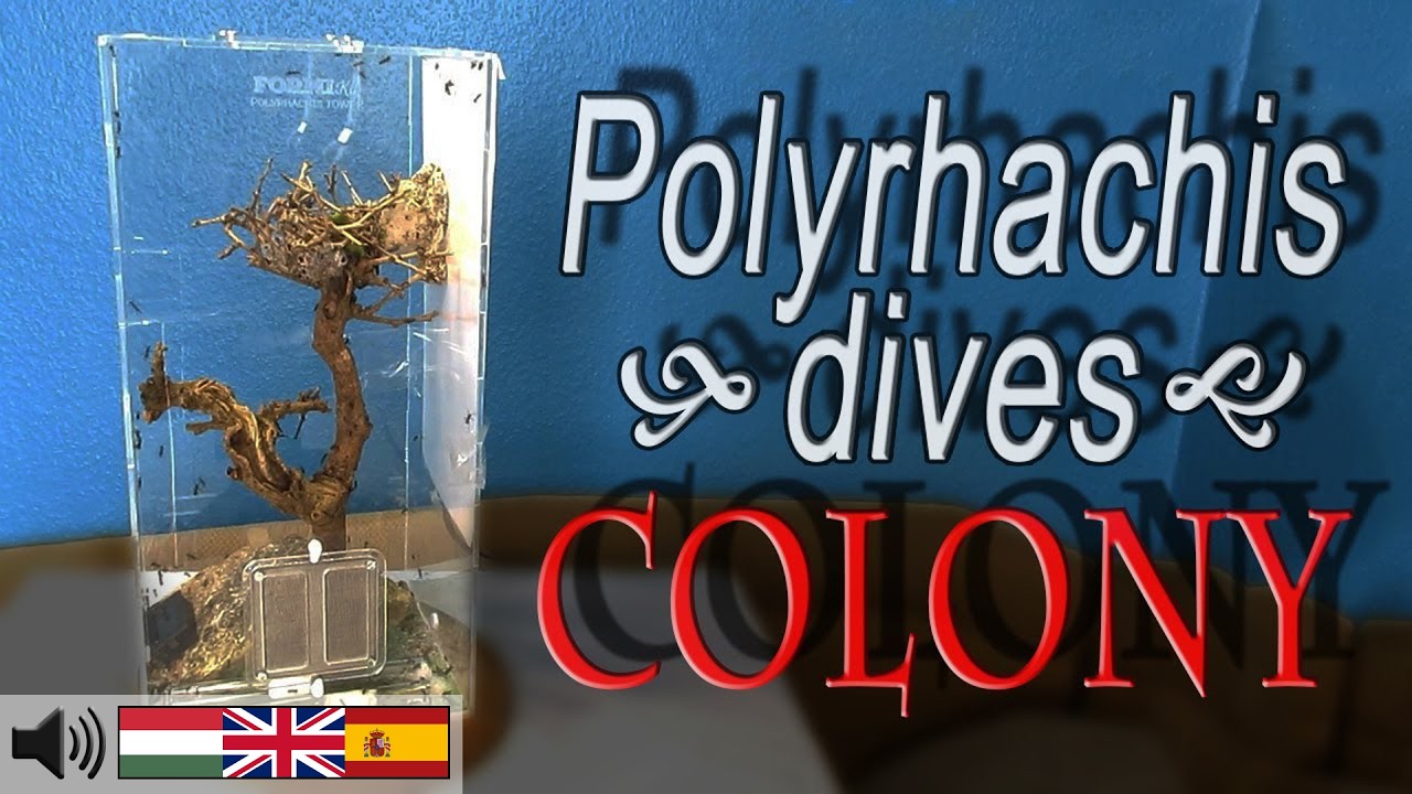 Kifejlett Polyrhachis dives, szövőhangya kolónia fa tetején - ENGLISH SUBTITLE