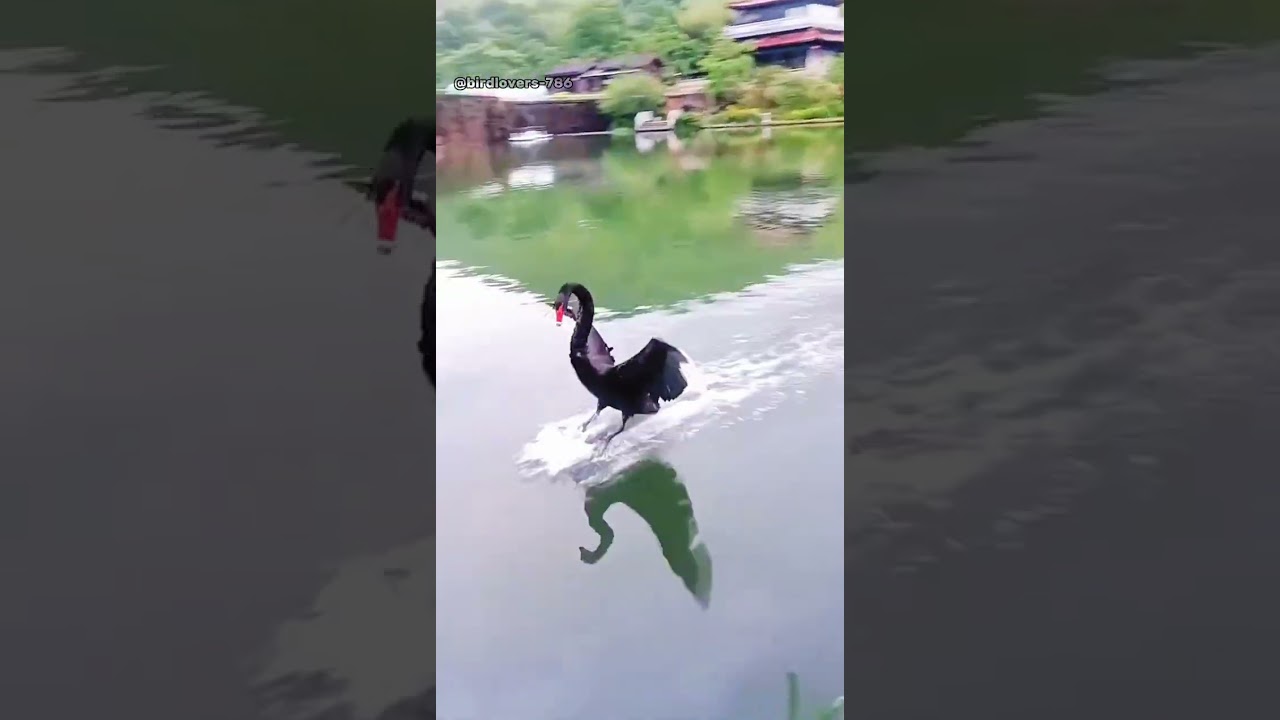 cute goose in the wild #goosegooseduck #goosevideo  #animal #shortsfeed