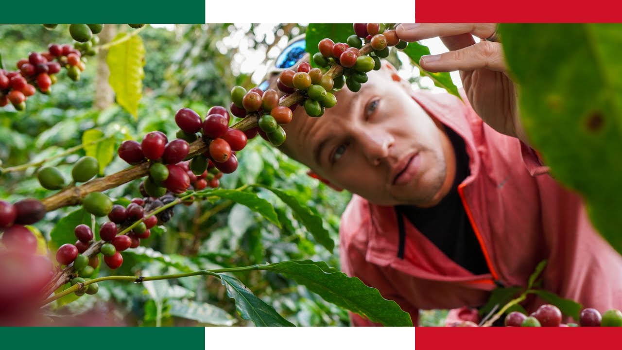 You Won't Believe How Coffee is Made! ☕️ (Visiting a Mexican Coffee Farm Part 2)