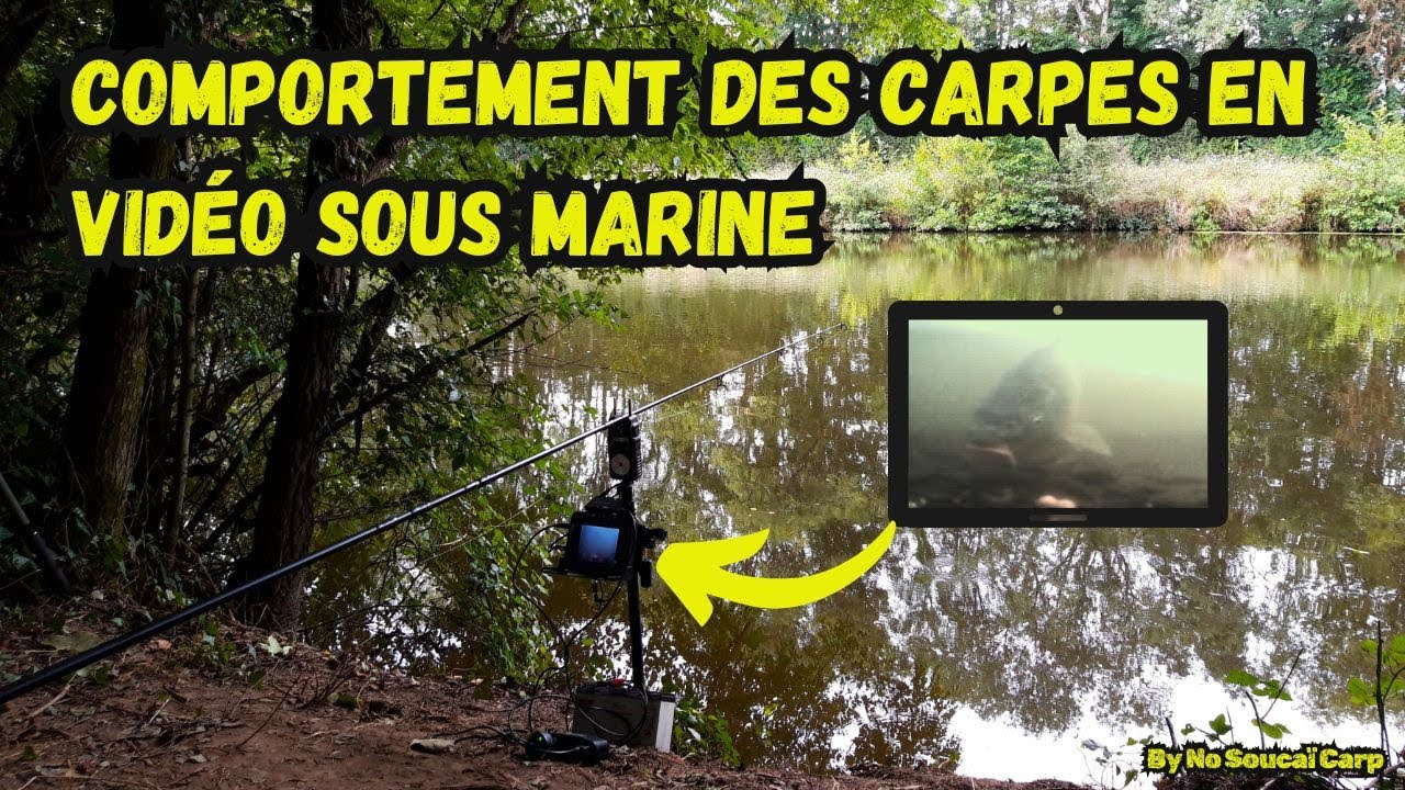 Comportement des carpes en vidéo sous marine
