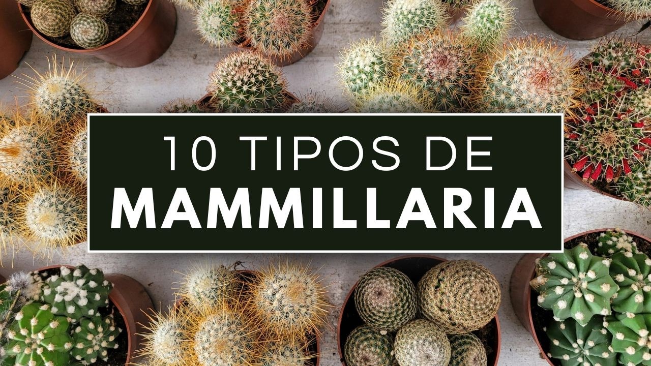 10 Tipos de MAMMILLARIA 🌵