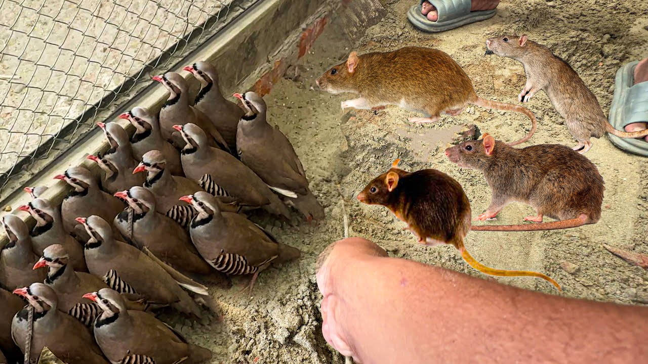 হঠাৎ ইঁদুর এর আক্র-মণ অতঃপর যা ঘটলো