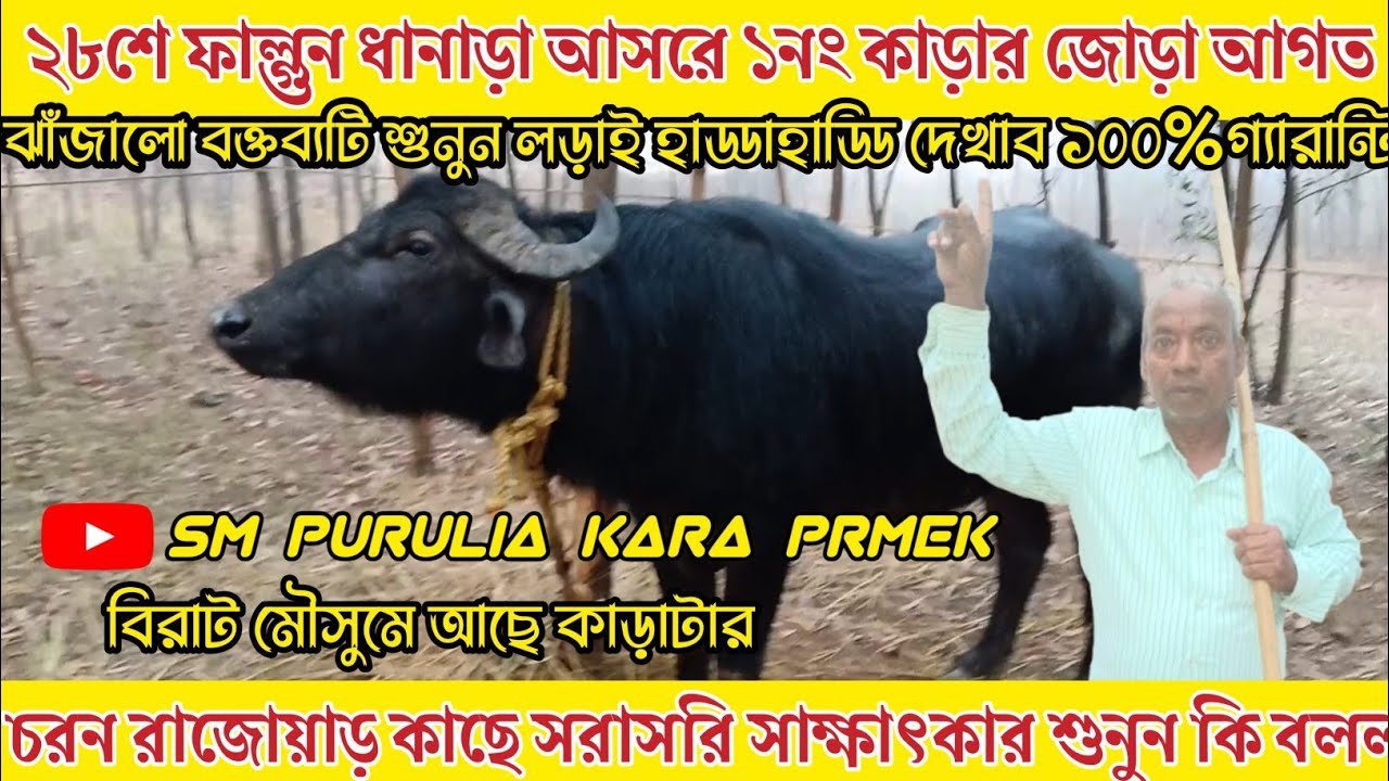 ২৮শে ফাল্গুন ধানাড়া আসর কাঁপাতে ১নং কাড়া পৌঁছেগেছে চরন রজকের কাড়া মালিকের ঝাঁজালো বক্তব্য শুনুন।