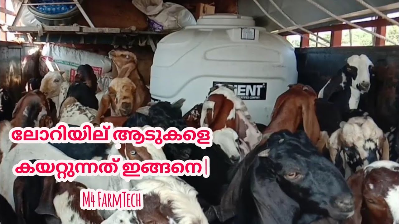 Beetal goats loaded into the truck for Anji Gramamam|ലോറിയില് ആടുകളെ കയറ്റുന്നത് ഇങ്ങനെ |M4 FarmTech