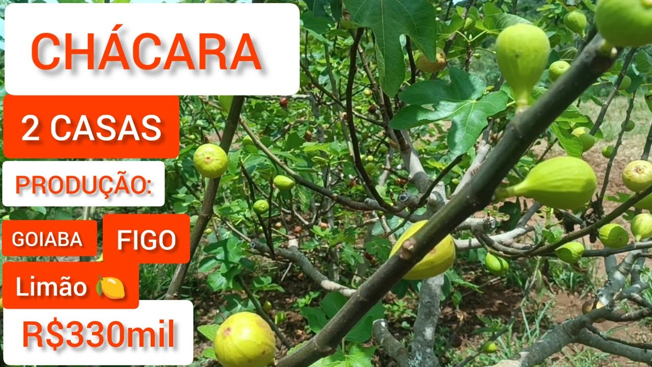 CHÁCARA (VENDIDO) PRODUÇÃO DE GOIABA - FIGO E LIMÃO 🍋 R$330MIL
