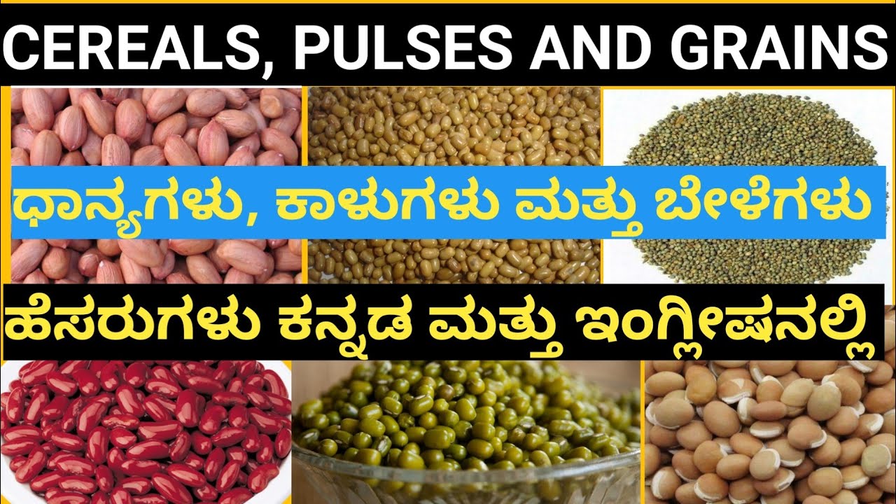 24 ಧಾನ್ಯಗಳು ಮತ್ತು ಕಾಳುಗಳ ಹೆಸರುಗಳು ಕನ್ನಡ ಮತ್ತು ಇಂಗ್ಲೀಷನಲ್ಲಿ/CEREAL, PULSES AND GRAINS.