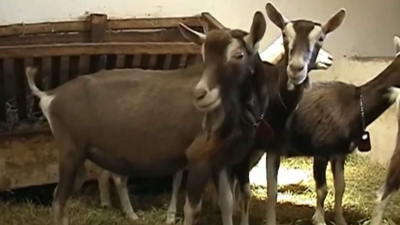 Uma criação de cabras dentro da cidade