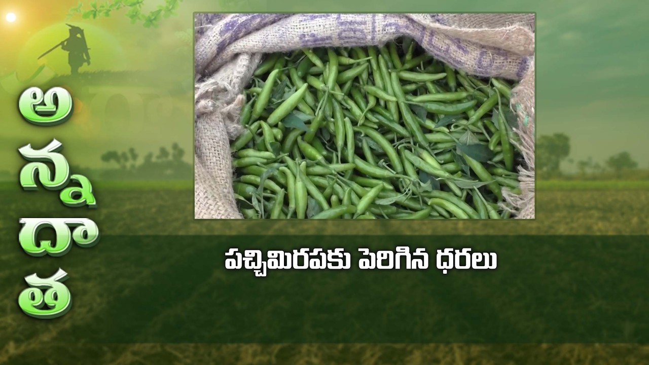 Price hike for green chilli @ Guntur | ETV