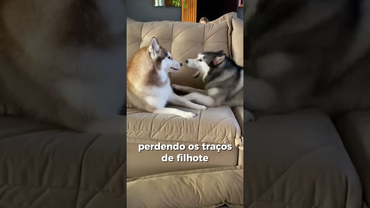 GUDAN E BLANT MUDARAM MUITO?