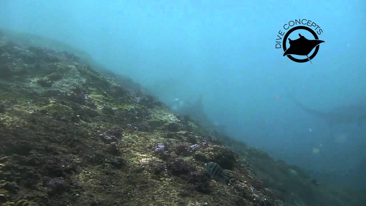 Manta point 2.mov