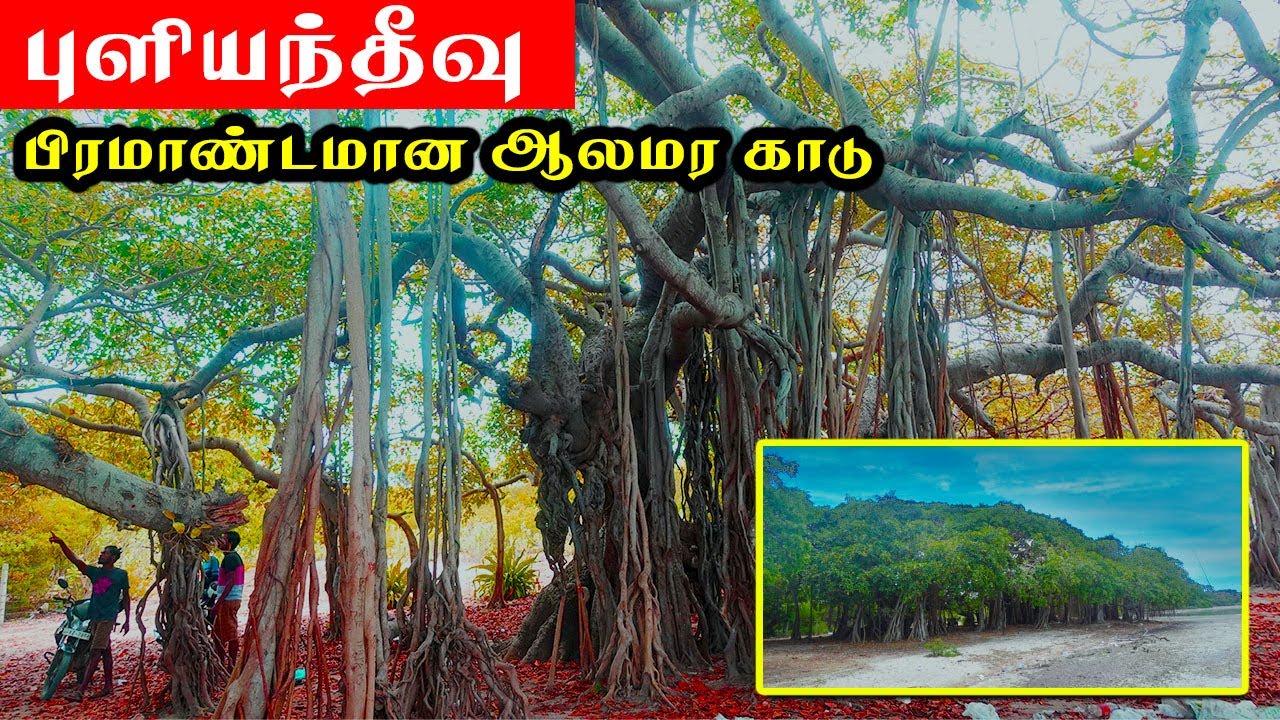 புளியந்தீவு  | Jaffna Puliyanthivu Island | Sri Lanka traveler Tamil Vlog