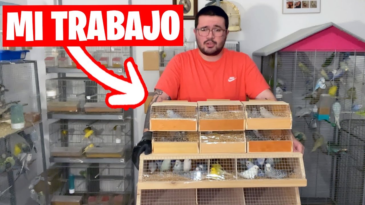 ¿ES RENTABLE TENER UN NEGOCIO DE VENDER PERIQUITOS?