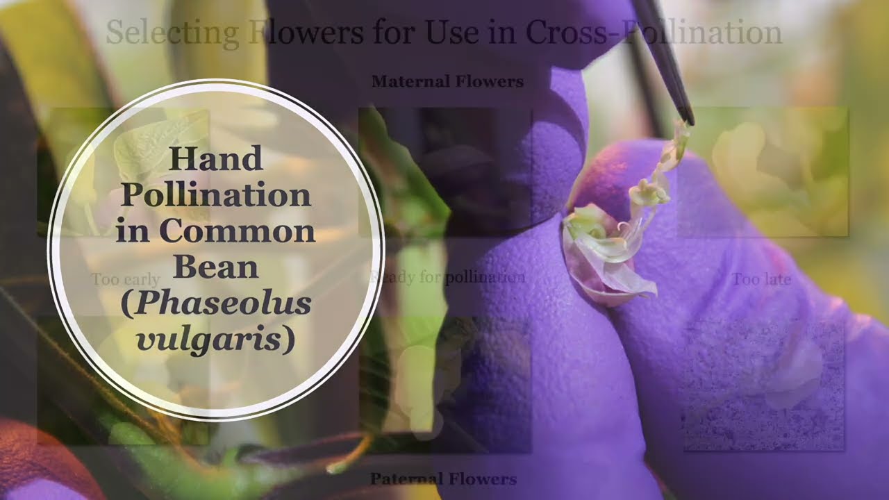 Common Bean Cross-Pollination Demo