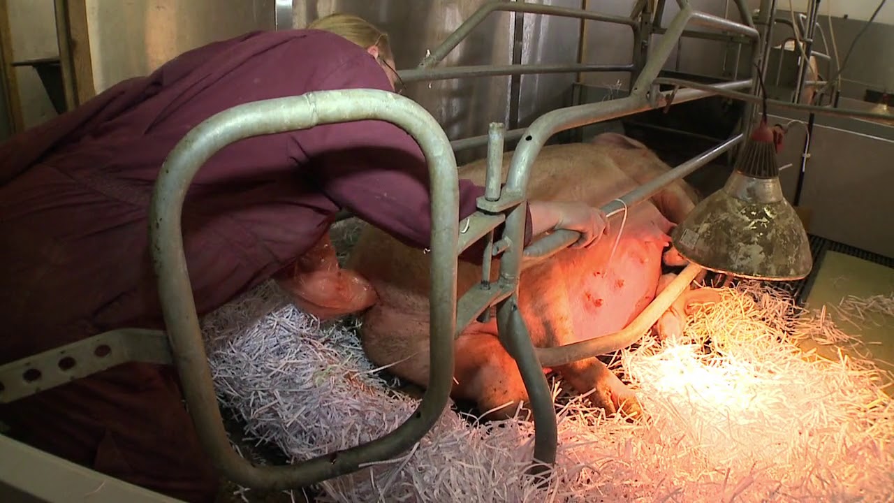 Assisted farrowing &ndash; indoor breeding