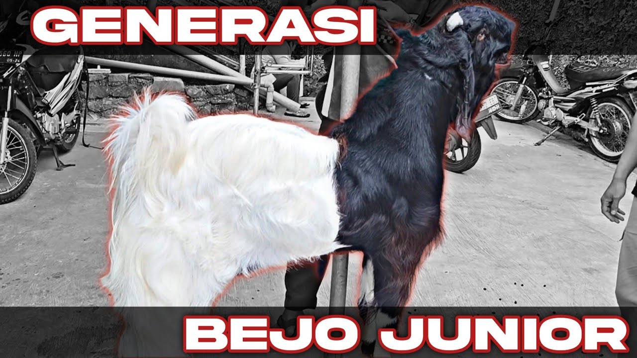 BIKIN UMBARAN KAMBING DI ATAS RUMAH 😱