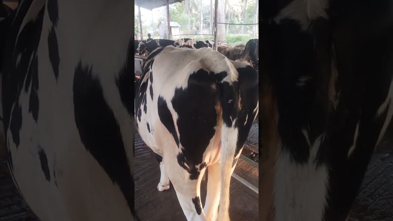 നിങ്ങളുടെ പശുകൾക്കും ഇങ്ങിനെ അലർജി വന്നിട്ടുണ്ടോ ?