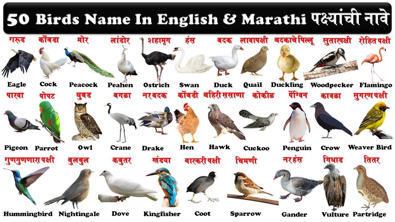Birds | |Birds name | Birds name in english and  marathi | 50 पक्ष्यांची नावे इंग्रजी व मराठीमध्ये |