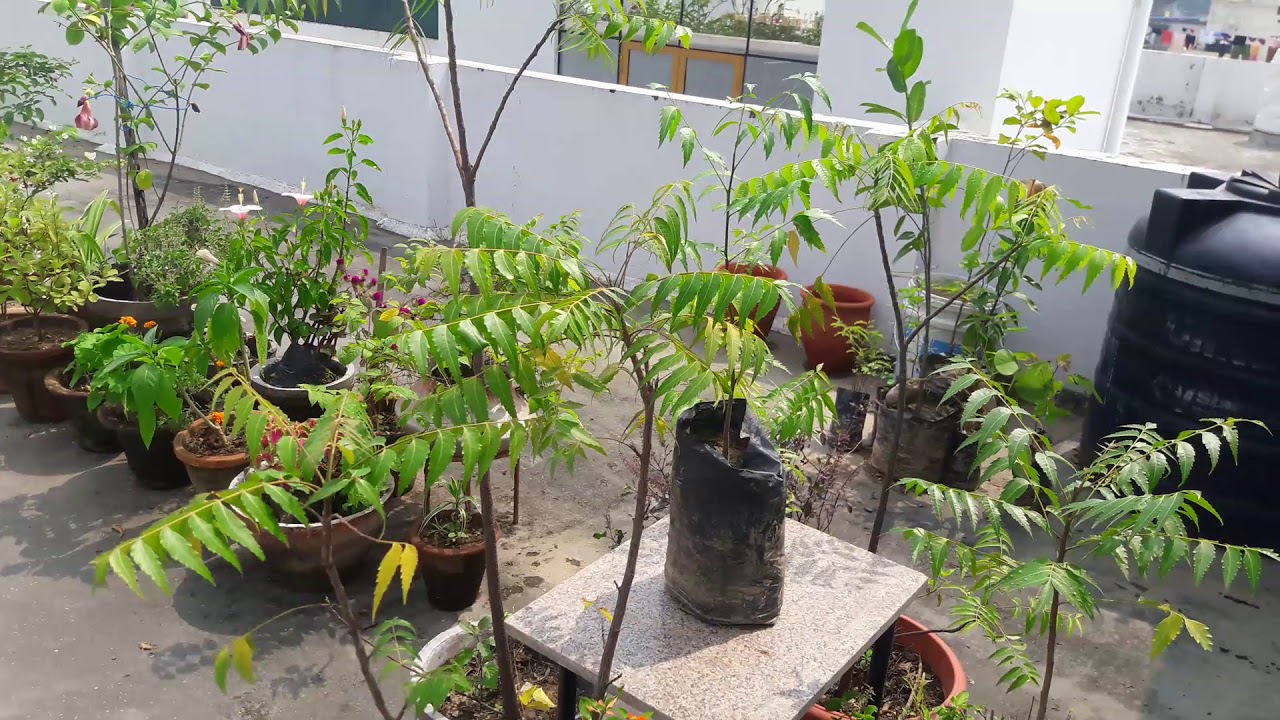 Neem /margosa plant care ánd  maintainence