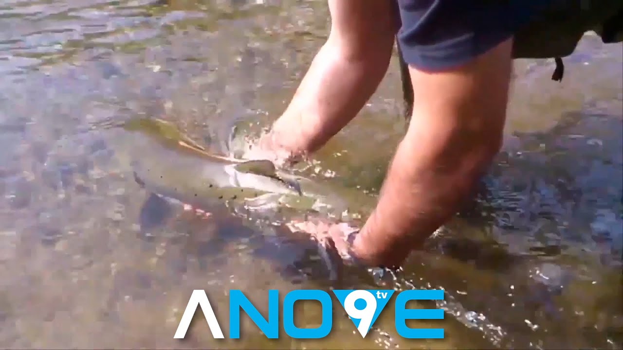 MOLLAMONOS COA PESCA - O SALMON, UN TITAN EN PERIGO 🐟