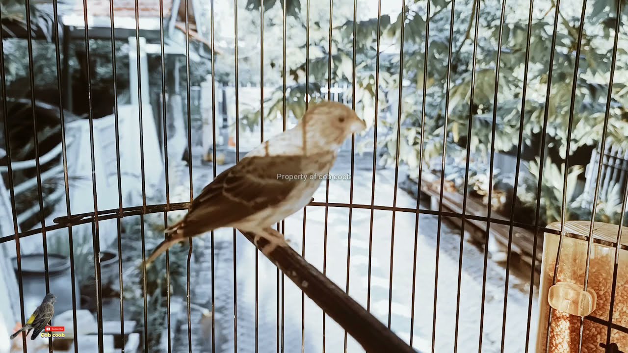 serinus leucopygius song