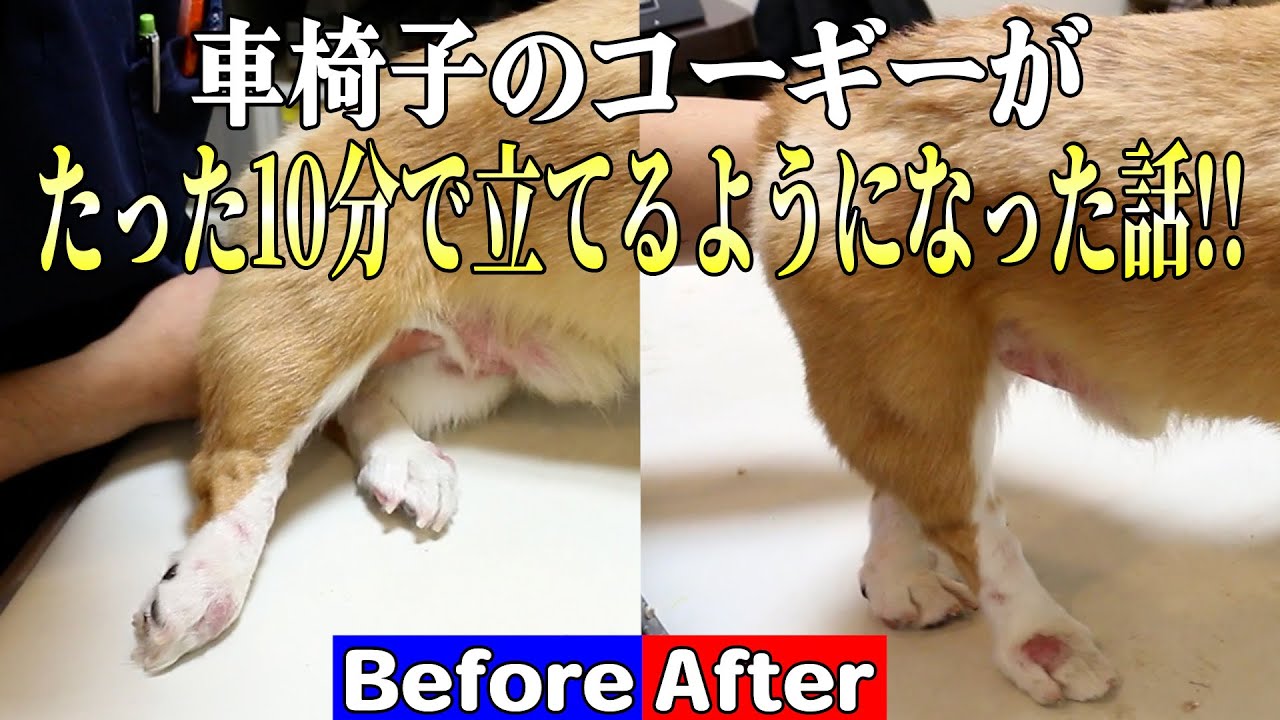 【犬の整体】車椅子のコーギーを10分で歩かせます！！