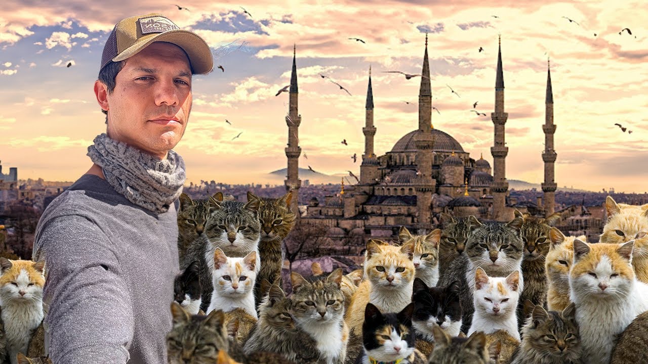 La ciudad donde los gatos TIENEN EL PODER 🐈