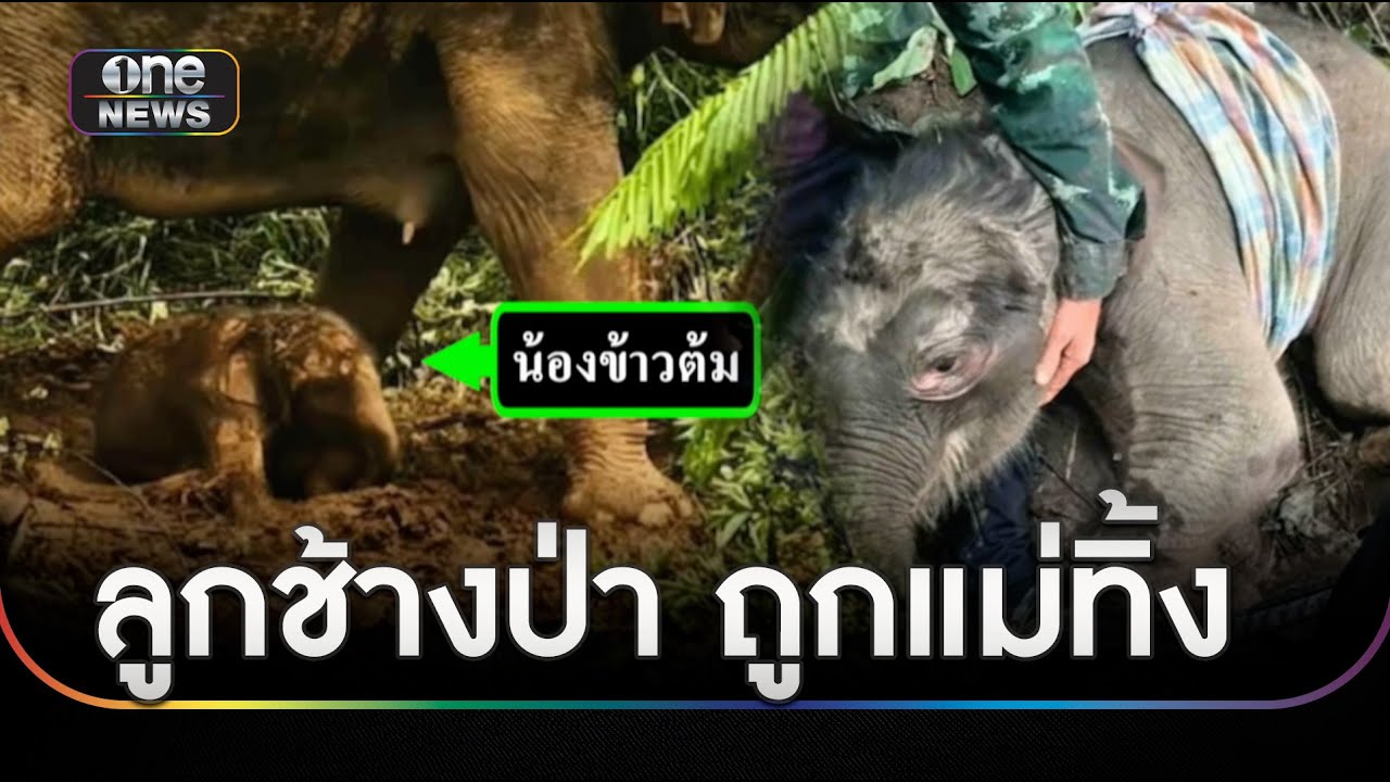เวทนาลูกช้างป่าถูกแม่ทิ้งหลังออกลูกได้ 1 วัน | ข่าวเที่ยงช่องวัน | สำนักข่าววันนิวส์