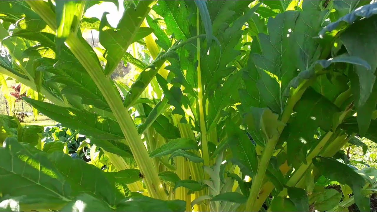 Le cardon super légume perpétuel multifonctions pour le potager ou le jardin forêt