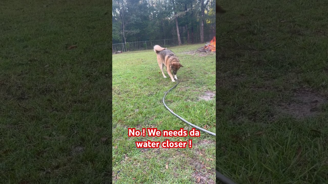 J&auml;eger the firefighter doggo #germanshepherd #sillydoggo #germanshepherdlife #doggo