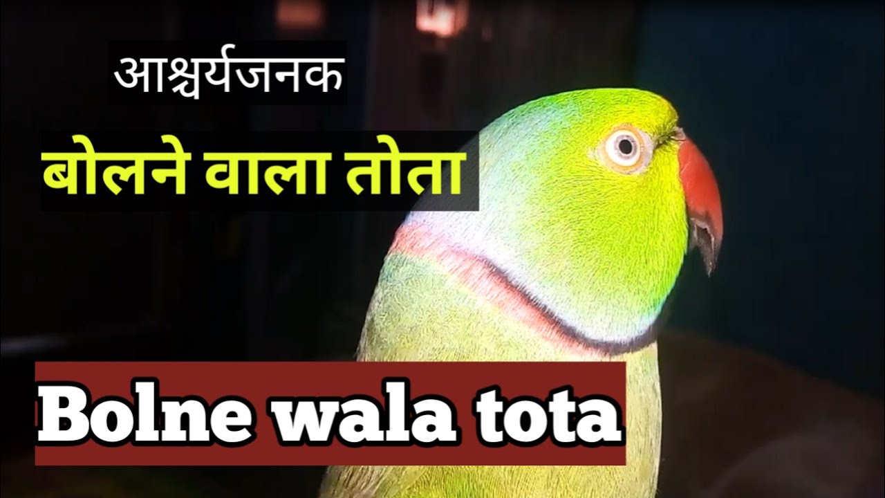 Bolne Wala Tota | Mitthu | बोलने वाला तोता | Talking Parrot | part - 1